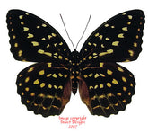 Lexias pardalis ellora (Philippines) - female A-
